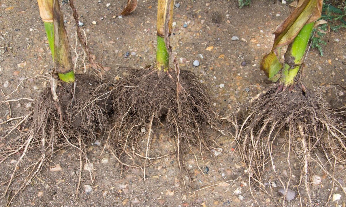 root symbiosis fungi agriculture